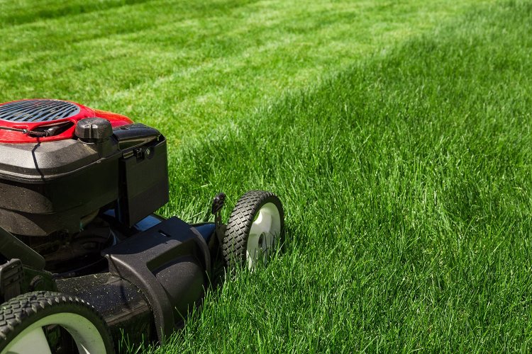 The Ultimate Guide to Affordable Lawn Care: Tips, Statistics, and Comparisons