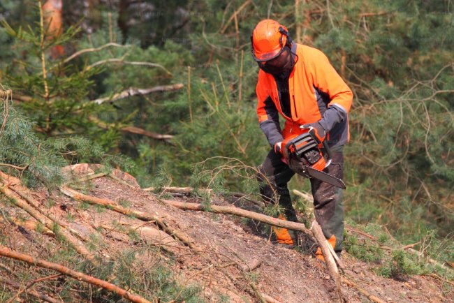 Discover the Benefits of Tree Removal Assistance Programs Near You