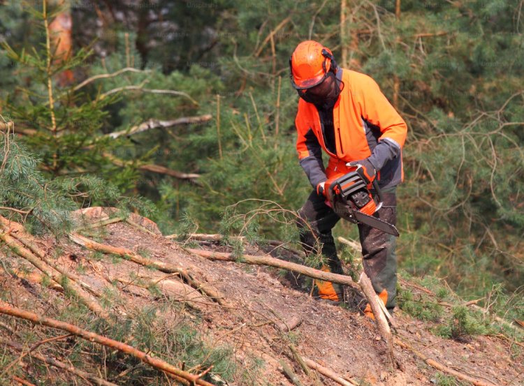 Discover the Benefits of Tree Removal Assistance Programs Near You